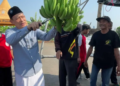 Santri SPEAM sukses panen perdana pisang Cavendish bersama Ketua PDM, bukti nyata kemandirian, kerja keras, dan kewirausahaan. (foto: Reno/pasmu.id)